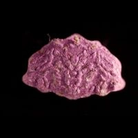 https://www.saferparty.ch/warnungen/inner-sinner-cerberus-mdma-l2486