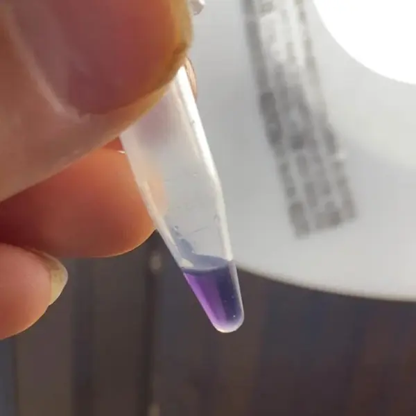 Z różnych względów, takich jak skład papieru blottera lub żelu użytego jako nośnik LSD, ale być może również w związku ze stężeniem substancji aktywnej w próbce, wynik odczynnika Hofmanna może czasem wyglądać bardziej fioletowo niż niebiesko. To dość częste zjawisko i powinno być nadal traktowane jako pozytywny wynik testu wskazujacy na obecność lizergamidu, takiego jak na przykład LSD.