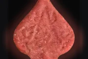 Tabletki Pica (Ecstasy / MDMA)