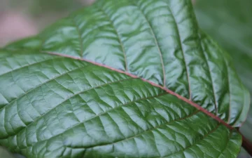 Zielony liść kratomu, Mitragyna speciosa, w zbliżeniu