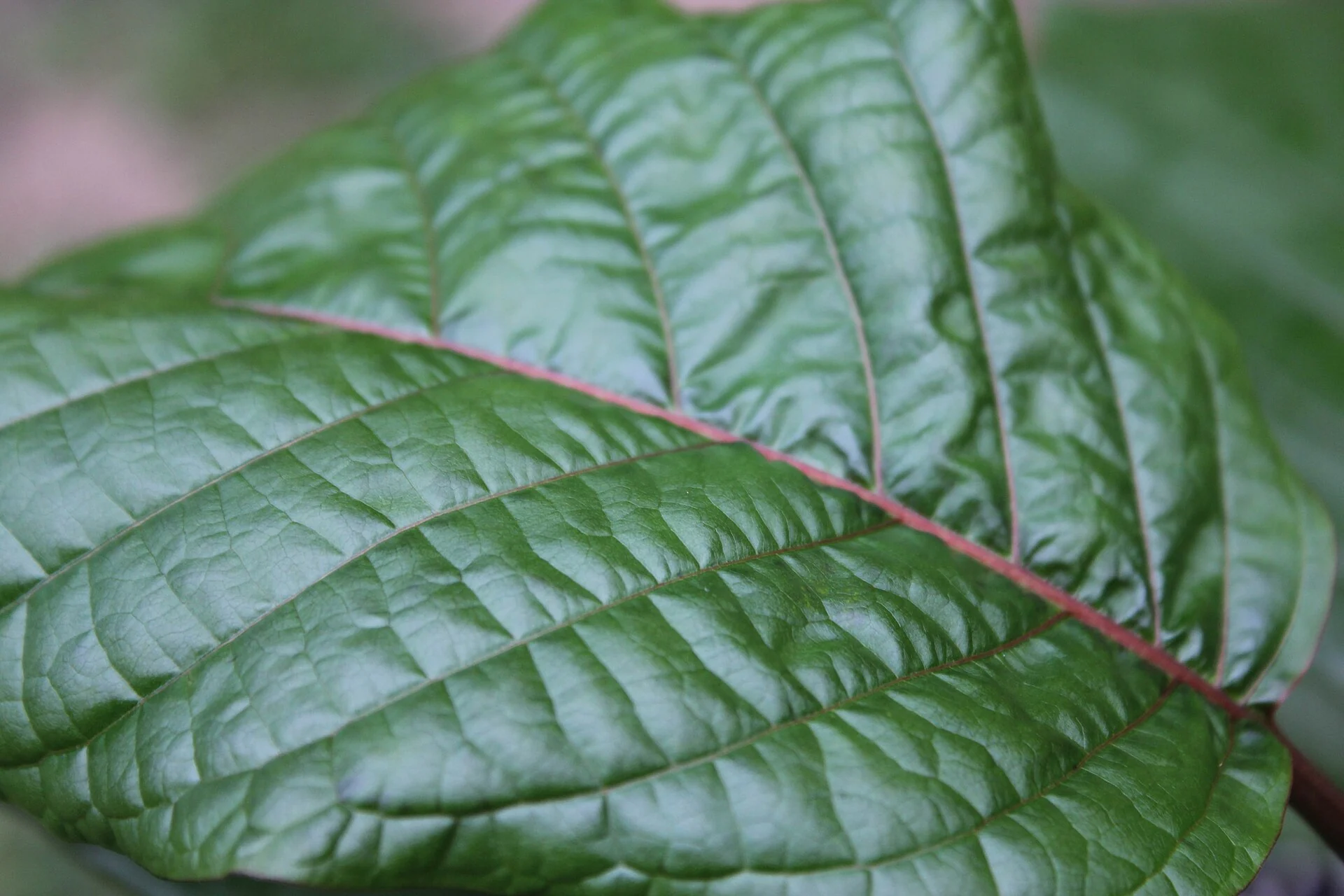 Zielony liść kratomu, Mitragyna speciosa, w zbliżeniu