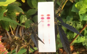 Susz konopny obok testu PRO Test na kannabinoidy