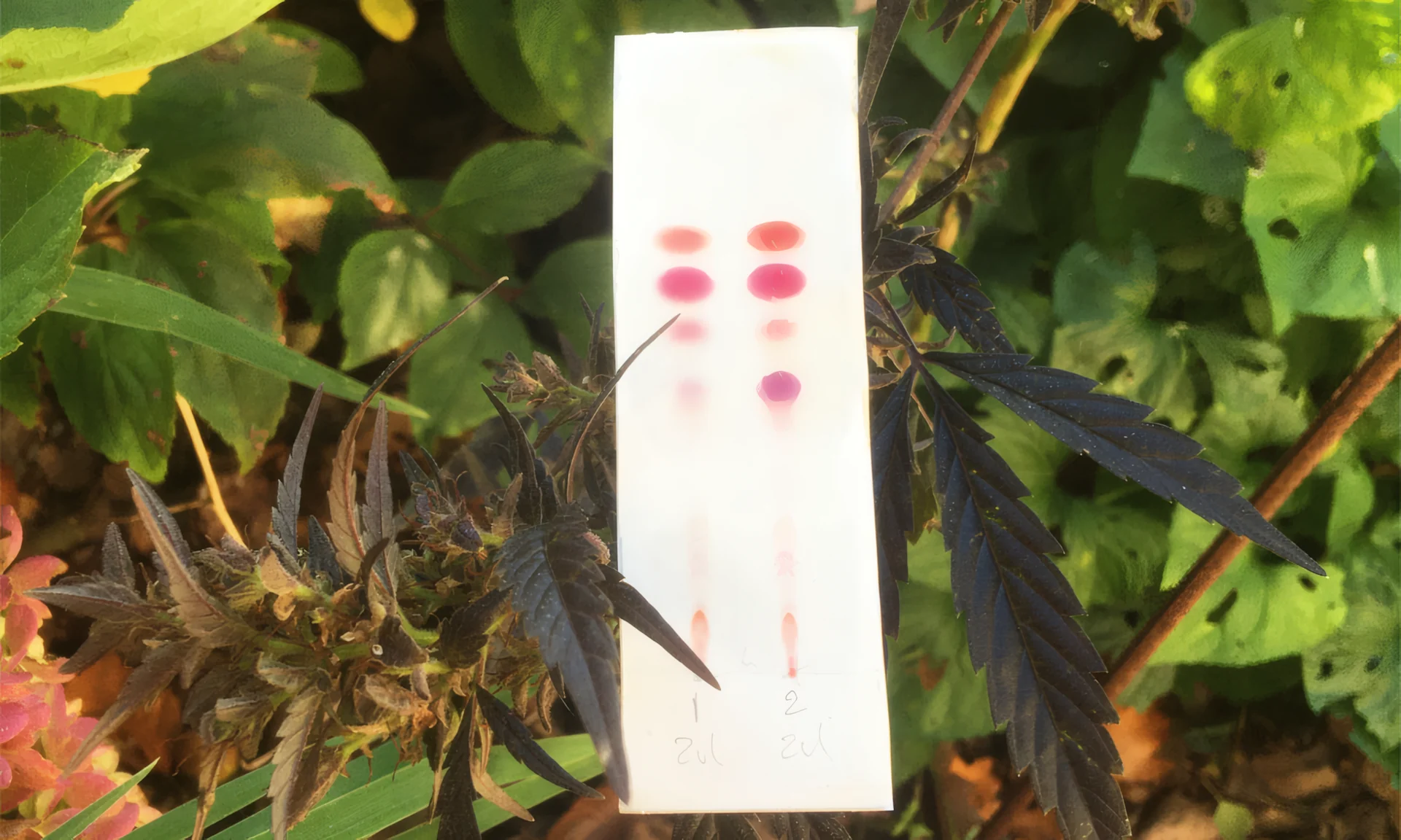 Susz konopny obok testu PRO Test na kannabinoidy