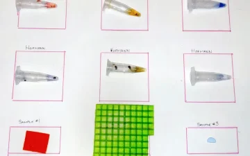 Testowanie żelków LSD odczynnikami Ehrlich i Hofmann: tabela kolorów