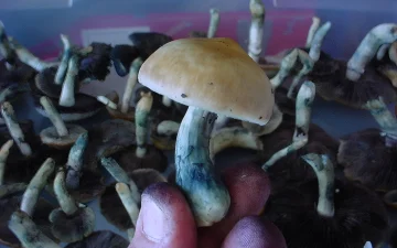 Niebieskie przebarwienia na grzybach psylocybinowych
