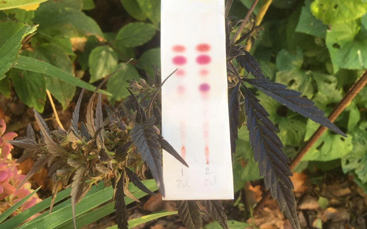 Jak testować THC i CBD?