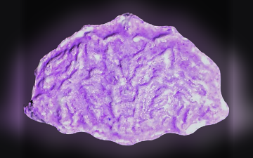 Tabletki Shell (Ecstasy / MDMA)